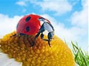 Jouer à Gemma and ladybug slide puzzle