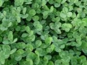 Jouer à Clovers slider