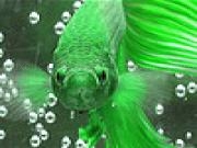 Jouer à Pearl fish puzzle