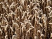 Jouer à Wheat slider