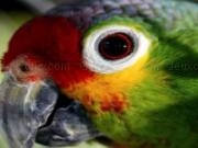 Jouer à Parrot eye slider