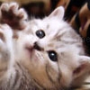 Jouer à Cute kitties hidden numbers