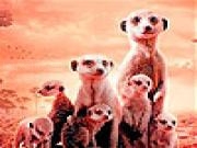 Jouer à Little shy meerkat family slide puzzle