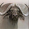 Jouer à Wild old bison slide puzzle