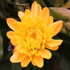 Jouer à Jigsaw: dahlia