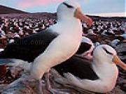 Jouer à Albatros herd slide puzzle