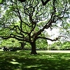 Jouer à Tree of life