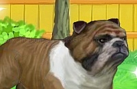 Jouer à Buddy the bulldog