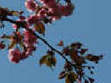 Jouer à Coulissante bloom puzzle cherry