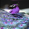 Jouer à Purple peacock in the zoo slide puzzle
