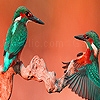 Jouer à Chatting birds in the desert  puzzle