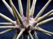 Jouer à Sea urchin slider