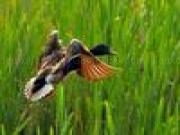 Jouer à Flying duck