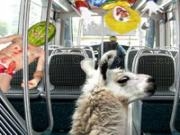 Jouer &agrave; Serge the llama