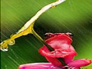 Jouer à Green frog in the rain puzzle
