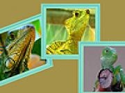 Jouer à Green iguanas in zoo puzzle