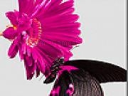Jouer à Pink daisy and black butterfly slide puzzle