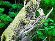Jouer à Wild little kitty slide puzzle