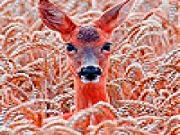 Jouer à Deer in the field slide puzzle