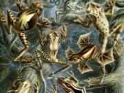 Jouer à Amphibians hidden images