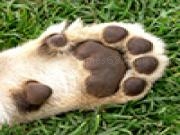Jouer à Jigsaw: cub paw