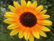 Jouer à Jigsaw sunflowers