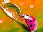 Jouer à Spring ladybugs puzzle