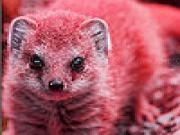 Jouer à Little mongoose puzzle
