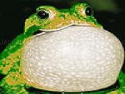 Jouer à Glutton frog puzzle
