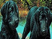 Jouer à Inseparables slide puzzle