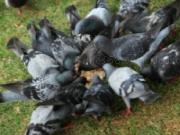 Jouer à Pigeons slider