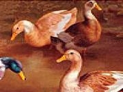 Jouer à Talking duck friends slide puzzle