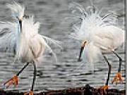 Jouer à White hairy birds slide puzzle