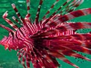 Jouer à Red lionfishes puzzle