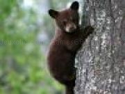 Jouer à Cute bear