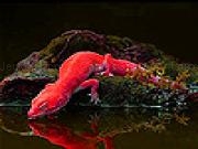 Jouer à Red iguana on the island slide puzzle