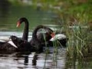 Jouer à Black swans