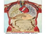Jouer à Human anatomy and physiology - part two
