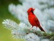 Jouer à Red bird