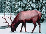 Jouer &agrave; Alone snow deer slide puzzle