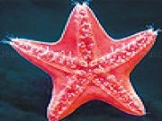 Jouer &agrave; Red sea star slide puzzle