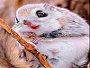 Jouer à Funny mountain squirrel slide puzzle