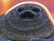 Jouer &agrave; Gray little seal slide puzzle