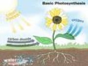 Jouer à Photosynthesis