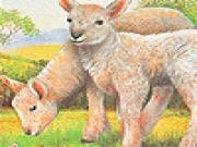 Jouer à Lambs in the farm slide puzzle