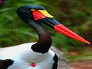 Jouer à Red billed water bird slide puzzle