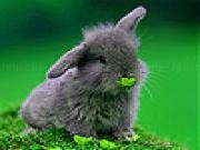 Jouer à Gray rabbit in garden slide puzzle