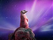 Jouer &agrave; Alone meerkat slide puzzle