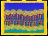 Jouer à Cell defense the plasma membrane