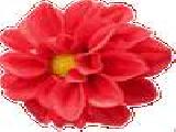 Jouer à Dahlia jigsaw